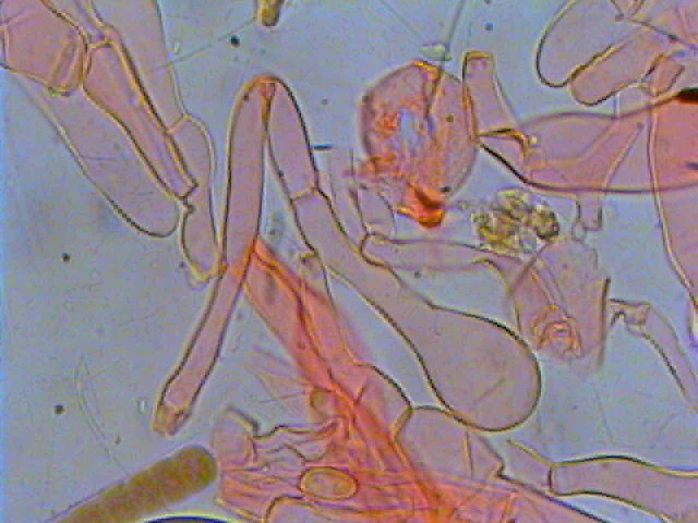 ancora Lepiota (cfr. Lepiota subincarnata)